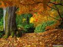 fall-of-autumn-leaves-wallpaper-771326.jpg