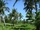 tropical-island-vegetation-dsc02233-776311.jpg